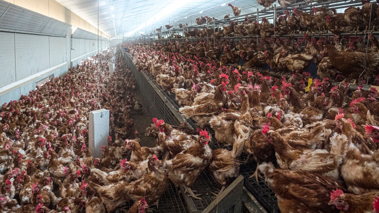 Why the Meat Paradox Causes Cognitive Dissonance for Millions of People
