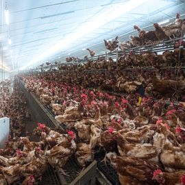 Why the Meat Paradox Causes Cognitive Dissonance for Millions of People