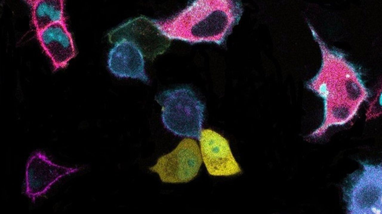 Tracking Communication Between Cancer Cells With Biosensor Barcodes