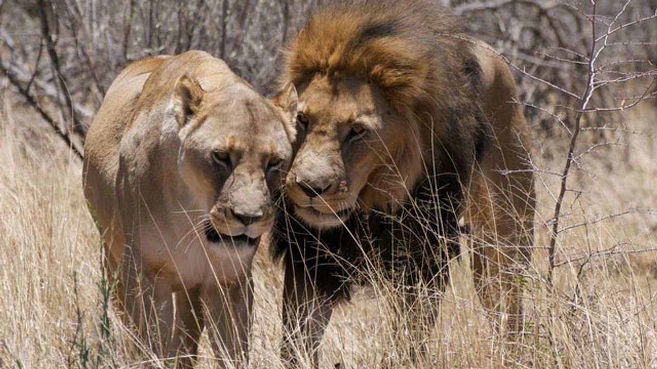 Male Animals Subject to Stronger Evolutionary Pressures
