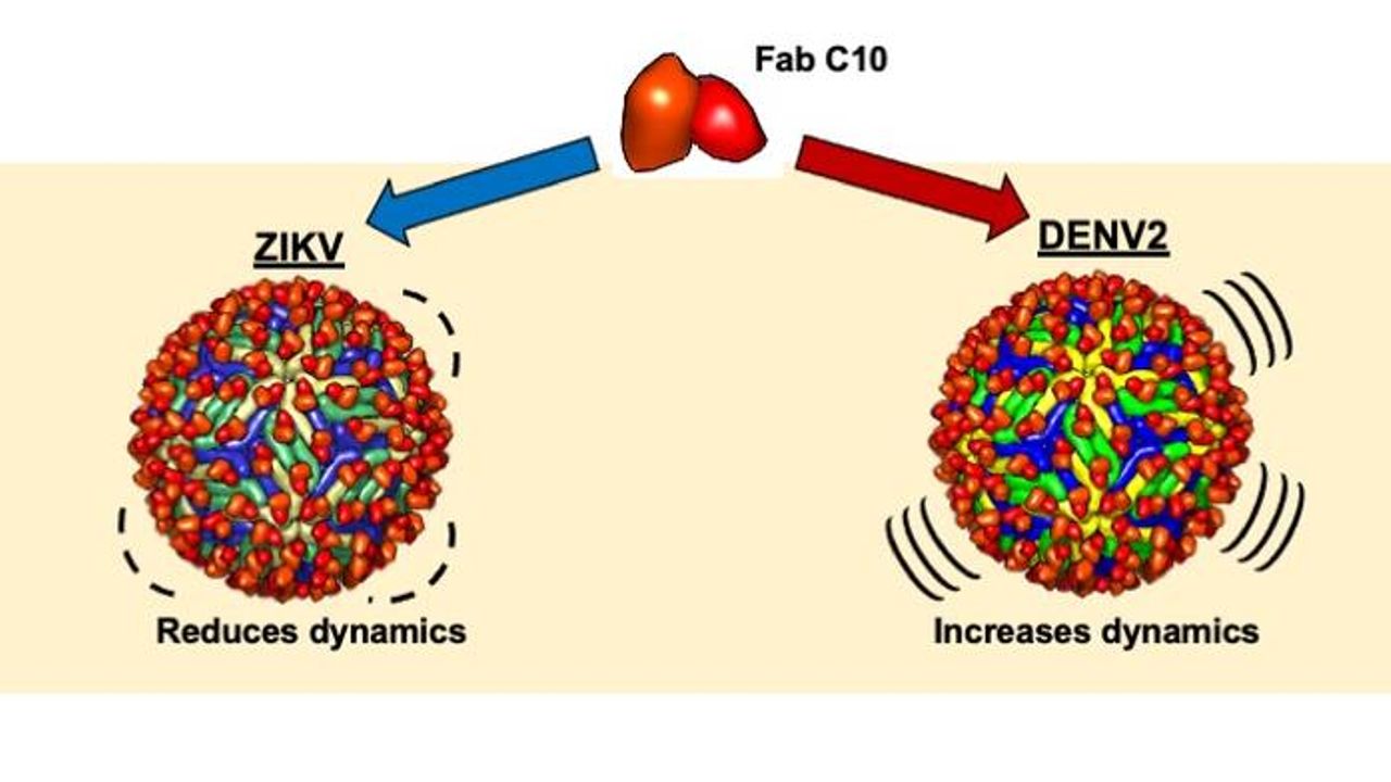 New Strategy for Antibodies To Disable Viruses