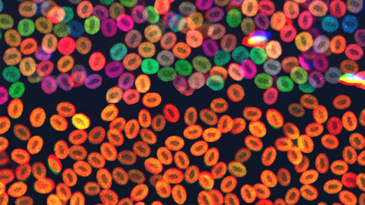 Zebrafish Red Blood Cells
