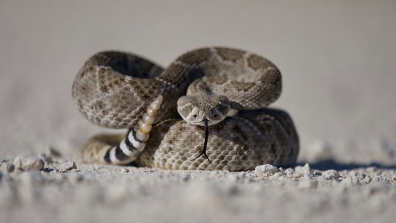 Rattlesnake Venom Protein Aids Development of Blood Clotting Drug