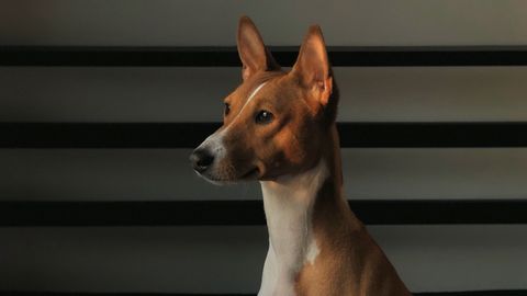 Inbred Dog Breeds Share As Much Genetic Material As Siblings