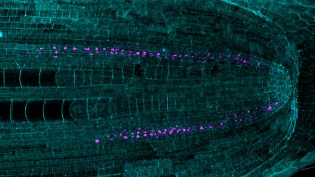 Single-Cell Map of Corn's Root Reveals a Regulator of Cellular Diversity