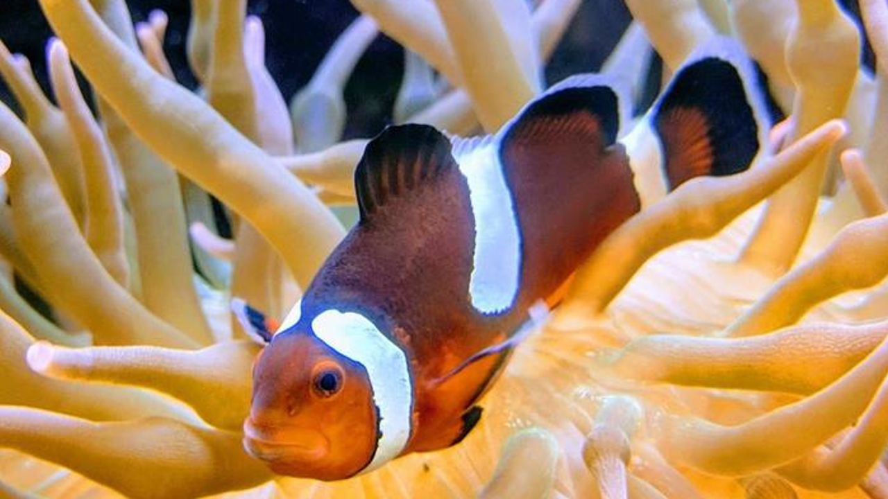 Anemonefish Reproduction Disrupted by Chemical Pollutants