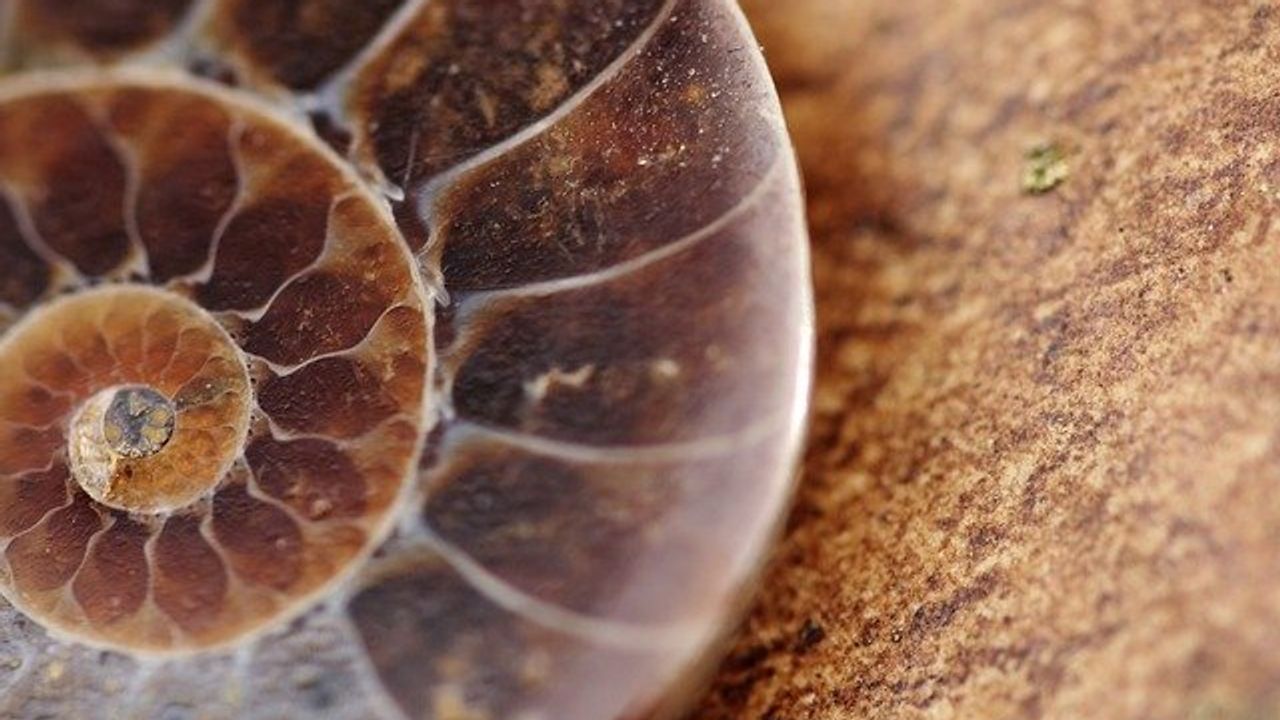 Fossils Unearthed a Century Ago Rediscovered Wrapped in Old Newspaper