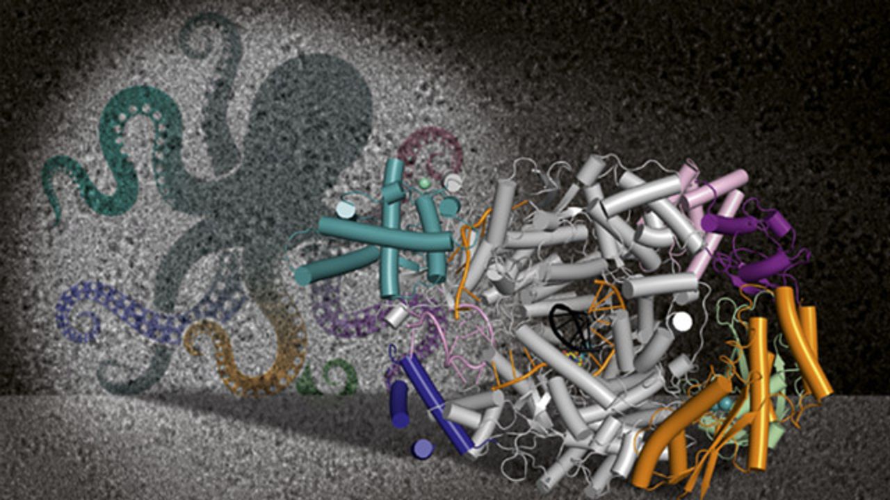 Tackling Lassa Virus Infection With Structural Clues