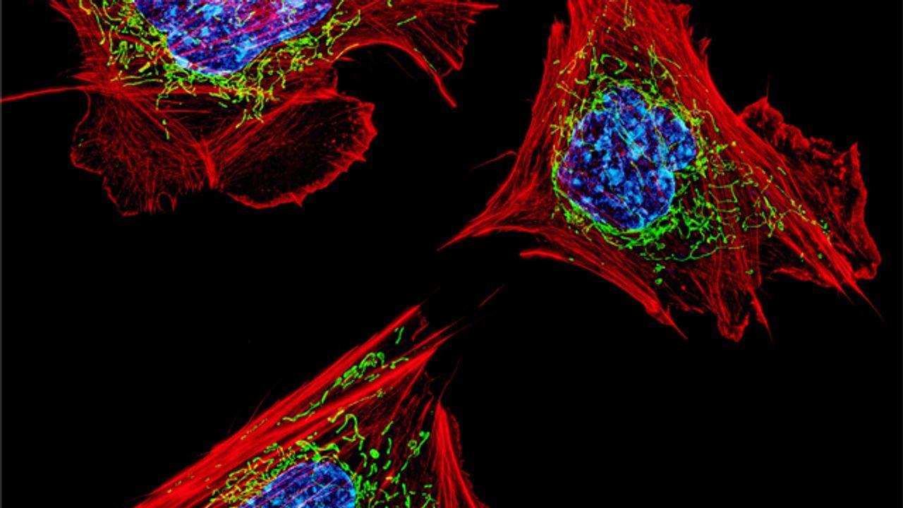 How Some Tissues Can “Breathe” Without Oxygen