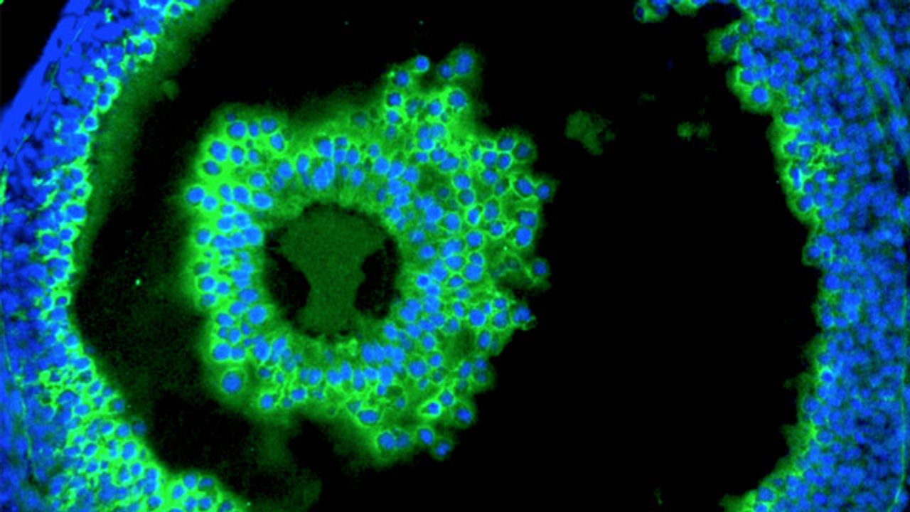 Advanced tools for Glycobiology research