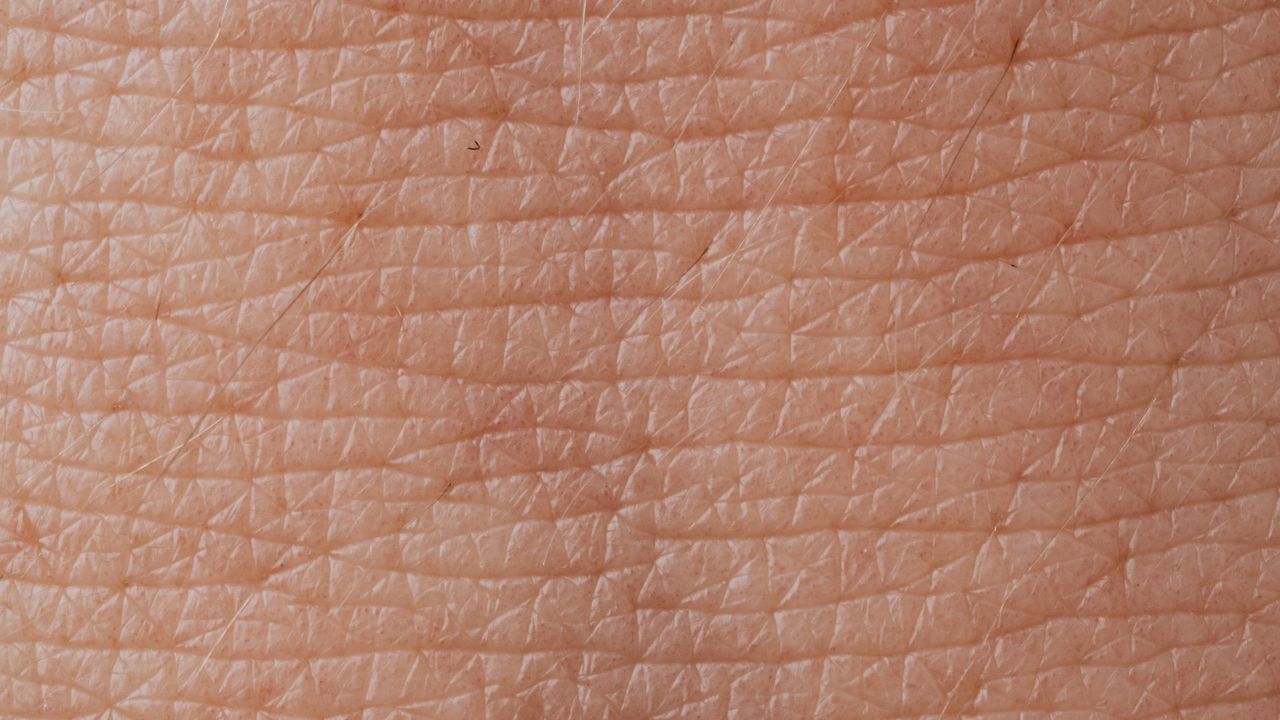 Tri-Layered Skin Equivalents Bioprinted