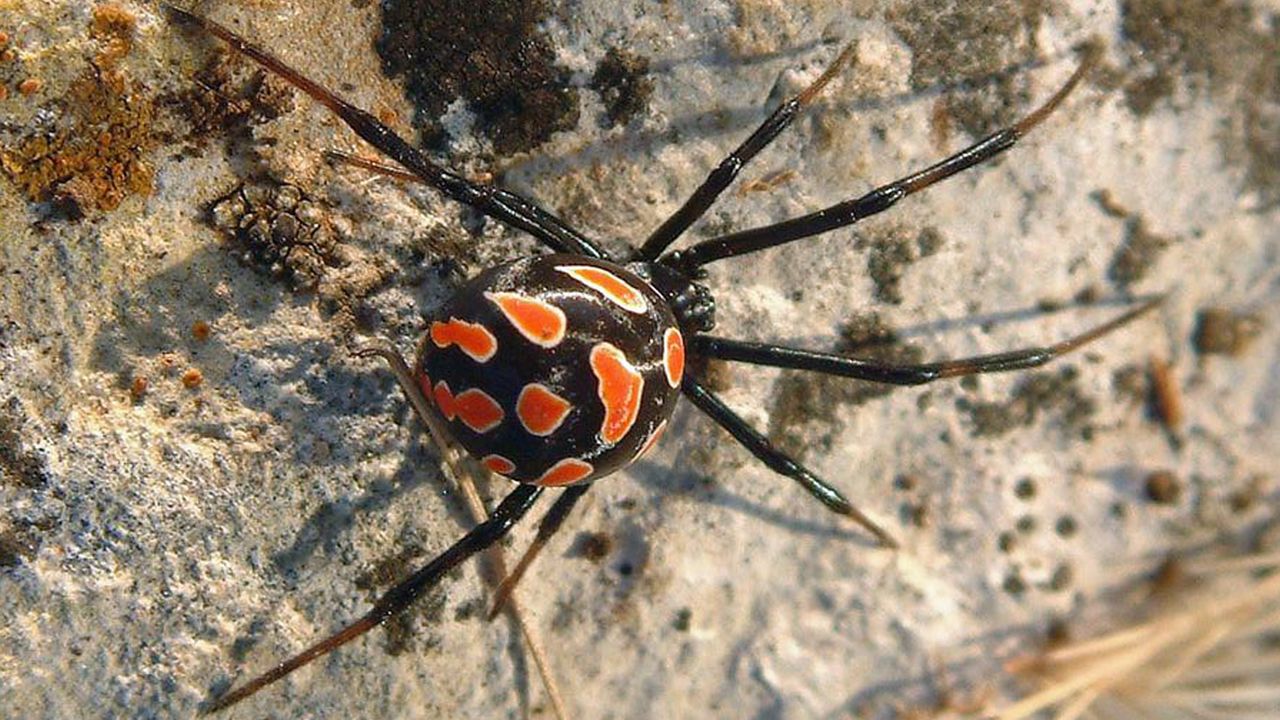 The Molecular Structure of Black Widow Spider Venom Is Revealed