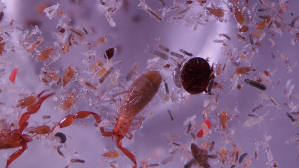 Novel Radiocarbon Analysis Reveals Springtail's Role in the Carbon Cycle content piece image