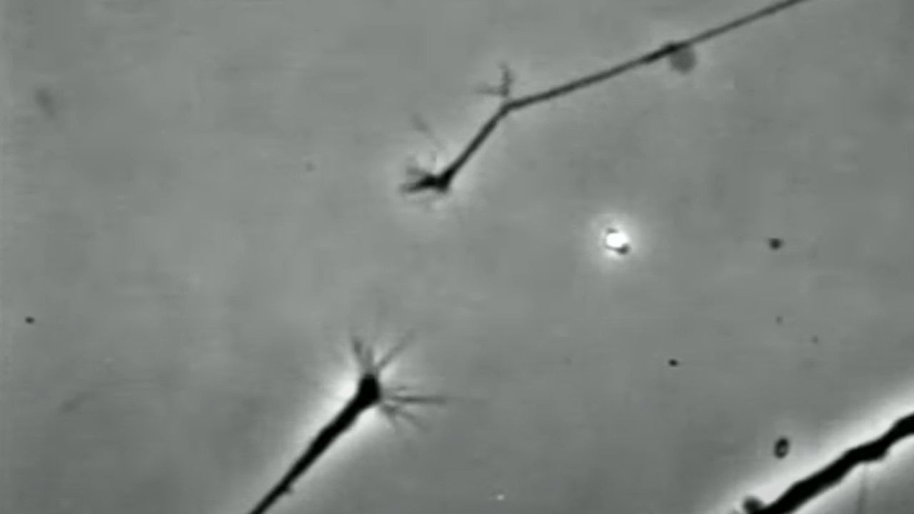 Finding That Connection: Watch Two Neurons in a Petri Dish Sense Each Other and Connect