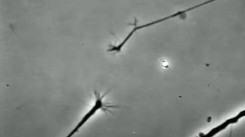 Finding That Connection: Watch Two Neurons in a Petri Dish Sense Each Other and Connect Finding That Connection: Watch Two Neurons in a Petri Dish Sense Each Other and Connect