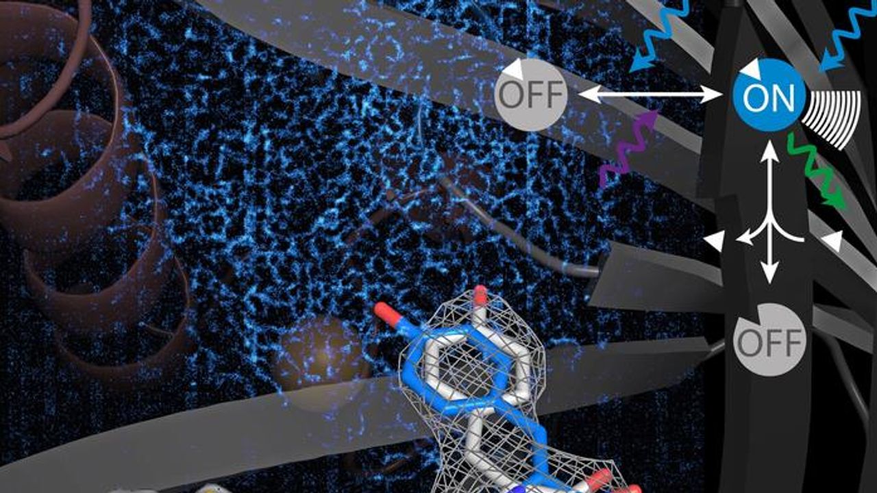 “Switchable” Proteins Used for Biomedical Imaging