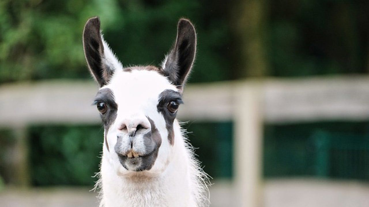 Mini Llama Antibodies Could Help To Fight SARS-CoV-2 Variants