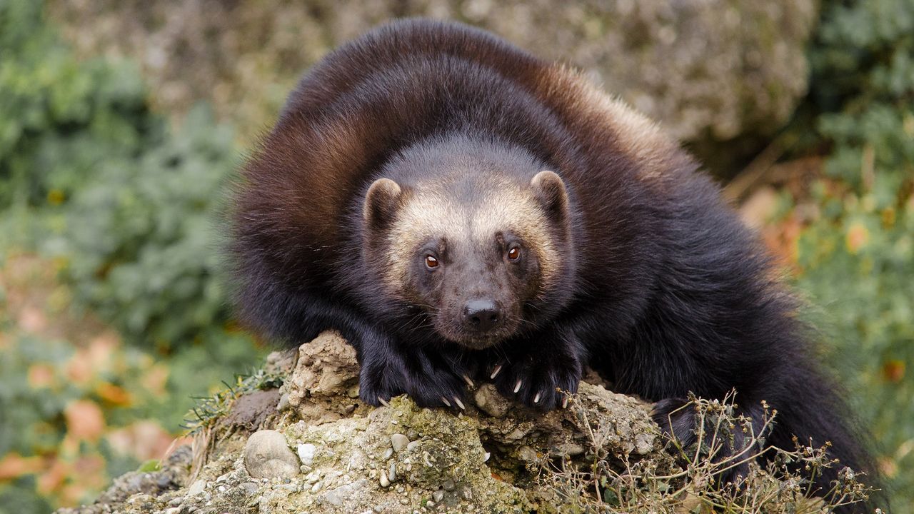 Wild Genomes: How Genomic Insights Are Helping To Protect Endangered Species