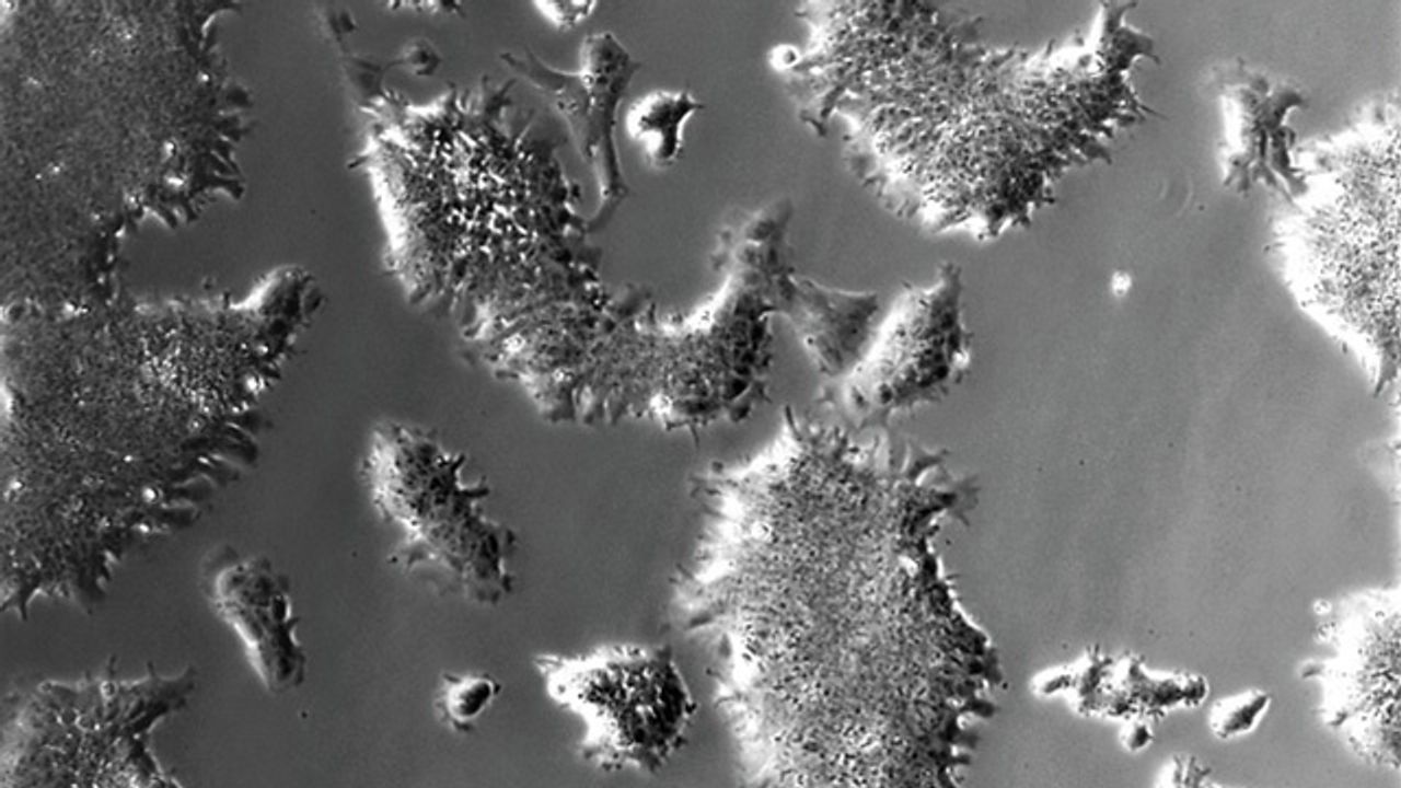 Stem Cell Study Paves the Way for Manufacturing Cultured Meat