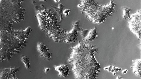 Stem Cell Study Paves the Way for Manufacturing Cultured Meat