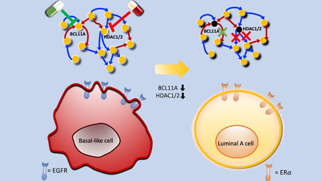 Reprograming Cells To Treat Drug-Resistant Cancers