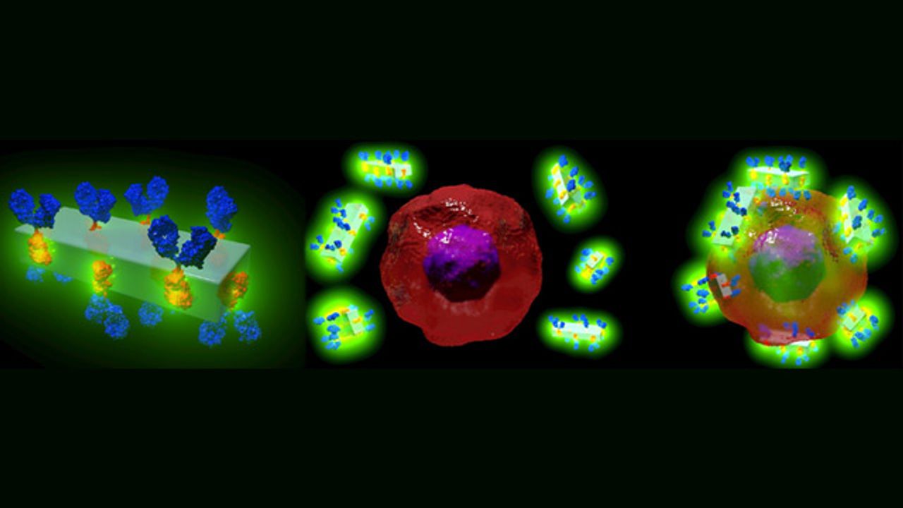 Antibody-Drug Delivery System Seeks Out Diseased Cells