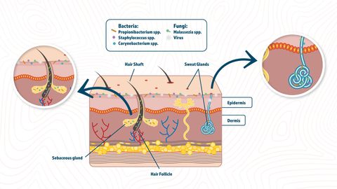 The Skin Microbiome