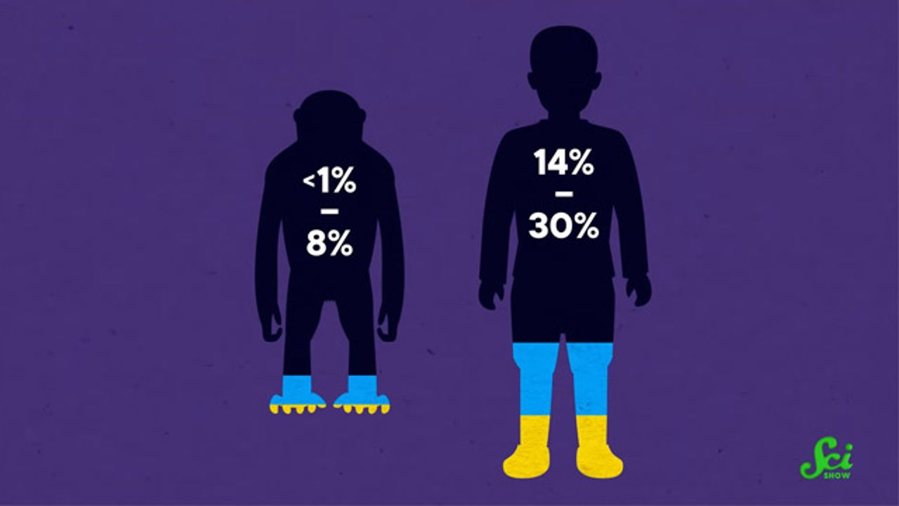 Why are We So Much Chubbier than Other Apes?