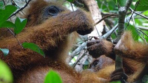 Orangutan Moms Shown To Help Offspring Learn for First Time