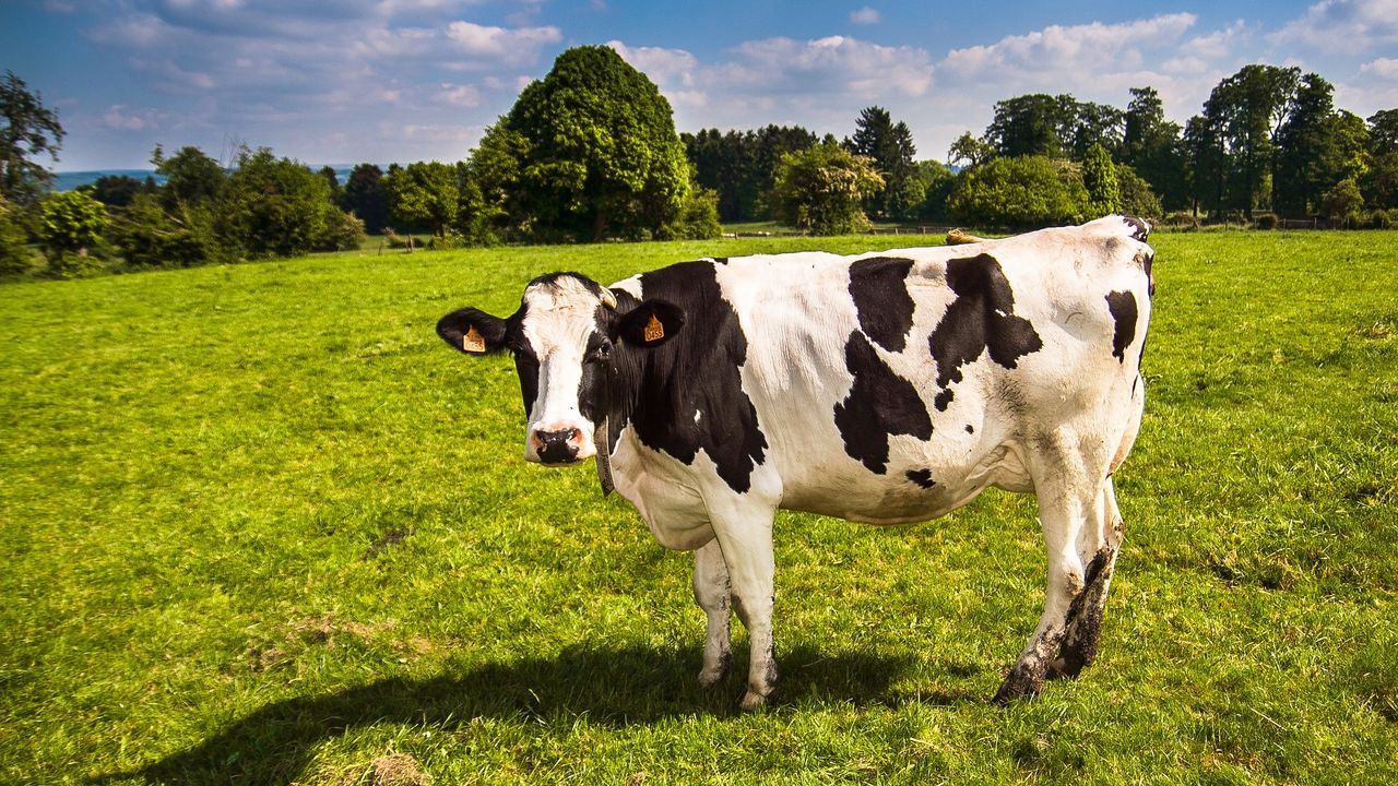 Stem-Cell Breakthrough Could Preserve Diverse Livestock Breeds