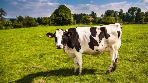 Stem-Cell Breakthrough Could Preserve Diverse Livestock Breeds