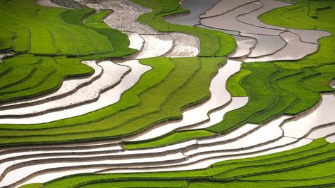 What's the Solution to Larger, Greener, Global Rice Production?