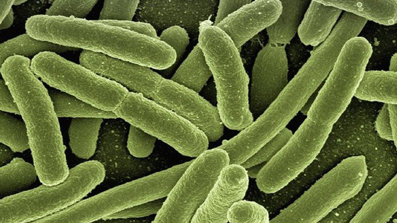 Coating Protects Bacteria Used To Develop Biotherapeutics