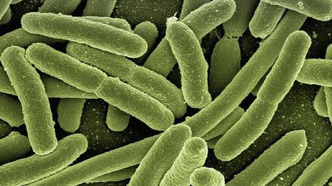 Coating Protects Bacteria Used To Develop Biotherapeutics
