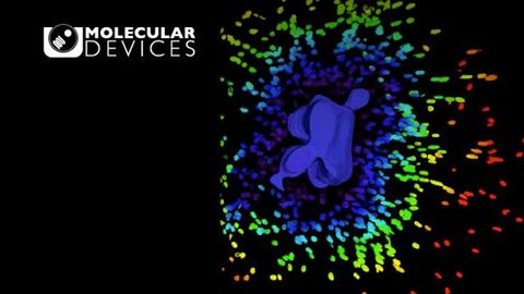 Get New, Physiologically Relevant Insights From 3D Human Tissue Models Quickly, Easily, and Affordably