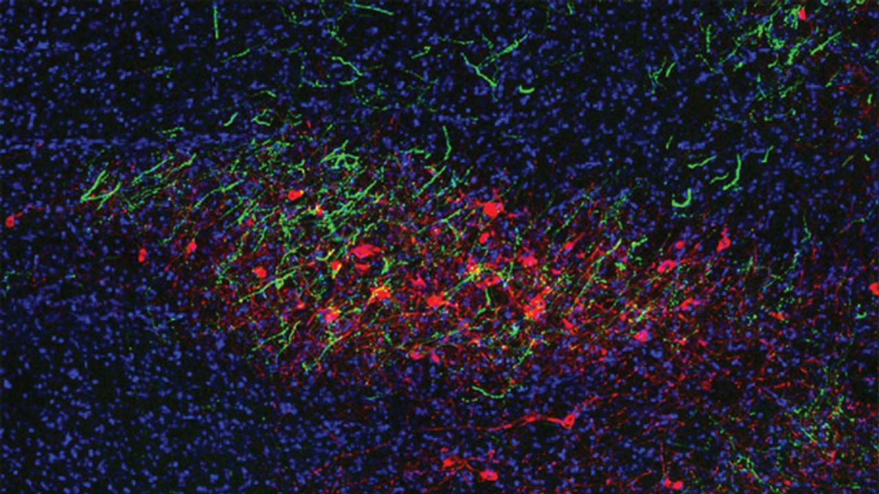 Addiction-Proof Neurons Power Motivation in the Brain