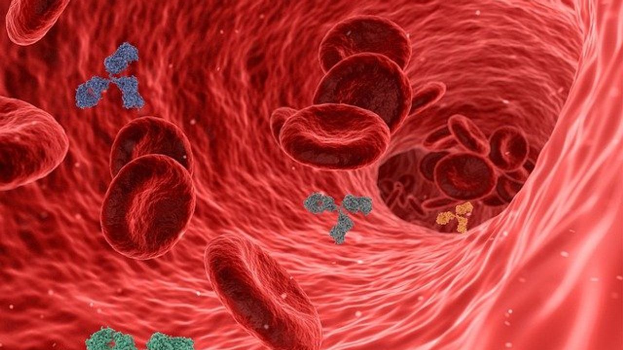 Memory Cells Work Together To Fight Persistent Viruses