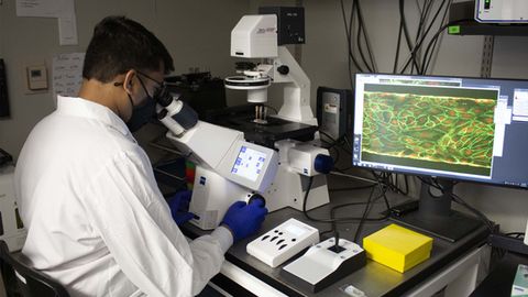 Alternative Cell Option for Organs-on-Chips Identified