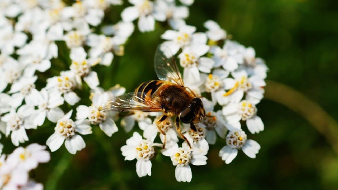 Single Pesticide Exposure Can Affect Bees for Many Generations