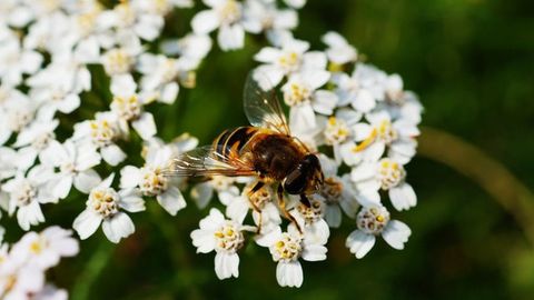 Single Pesticide Exposure Can Affect Bees for Many Generations