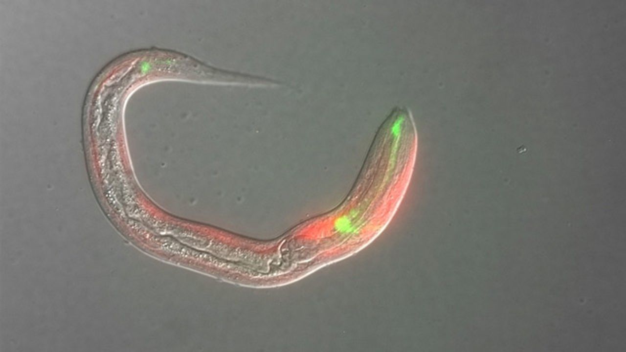 A Potential Treatment for Tropical Parasitic Disease Found in Soil