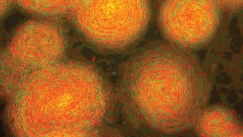 Bacterial "Friend From Foe" Experiment Produces Van Gogh-Like Results