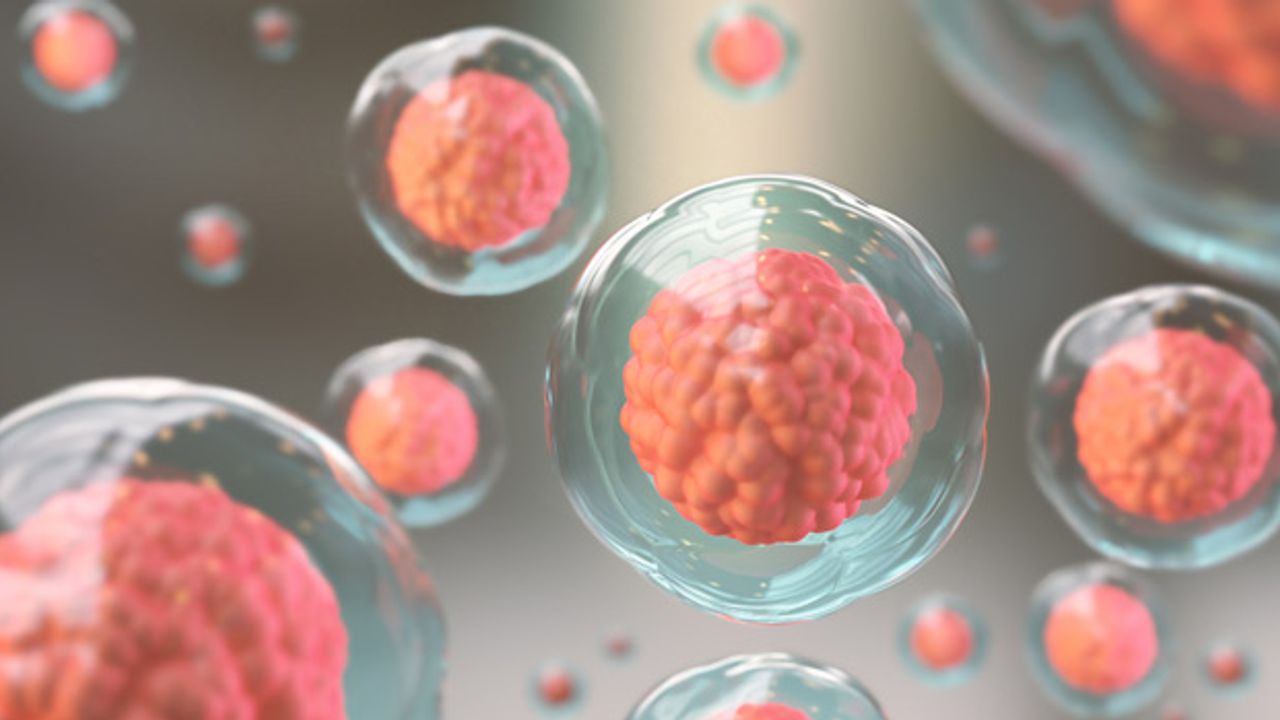 Missing Genetic Switch Can Cause Malformations During Embryonic Development