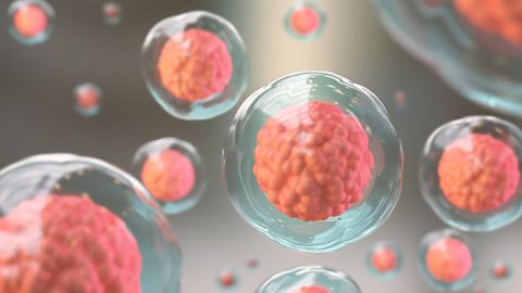 Missing Genetic Switch Can Cause Malformations During Embryonic Development
