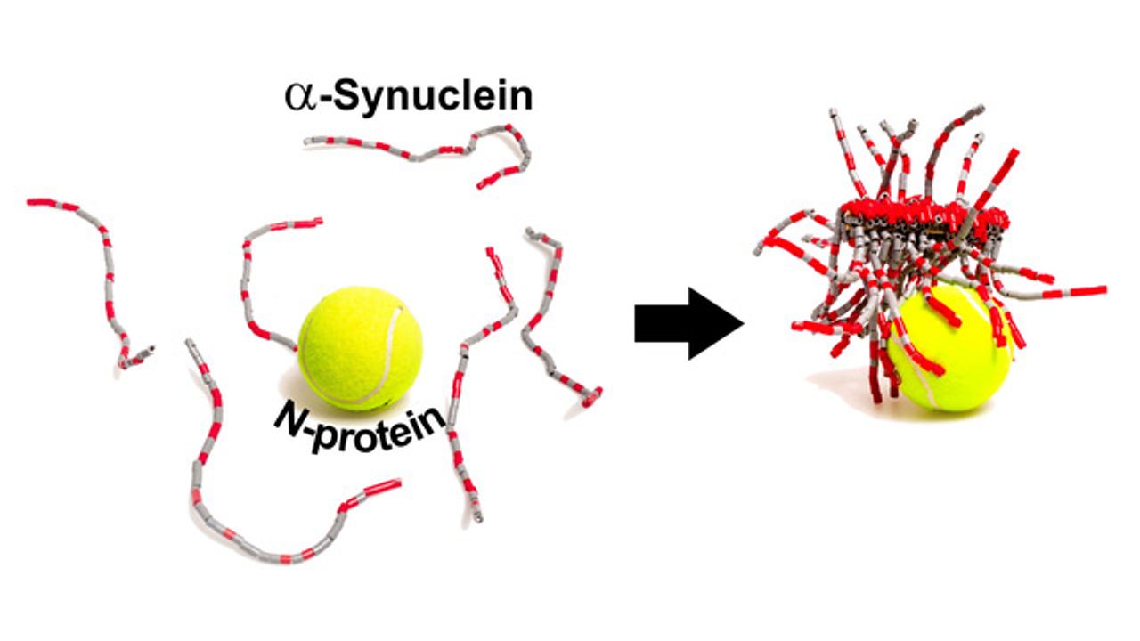 SARS-CoV-2 Can Interact With Parkinson's Protein To Promote Amyloid