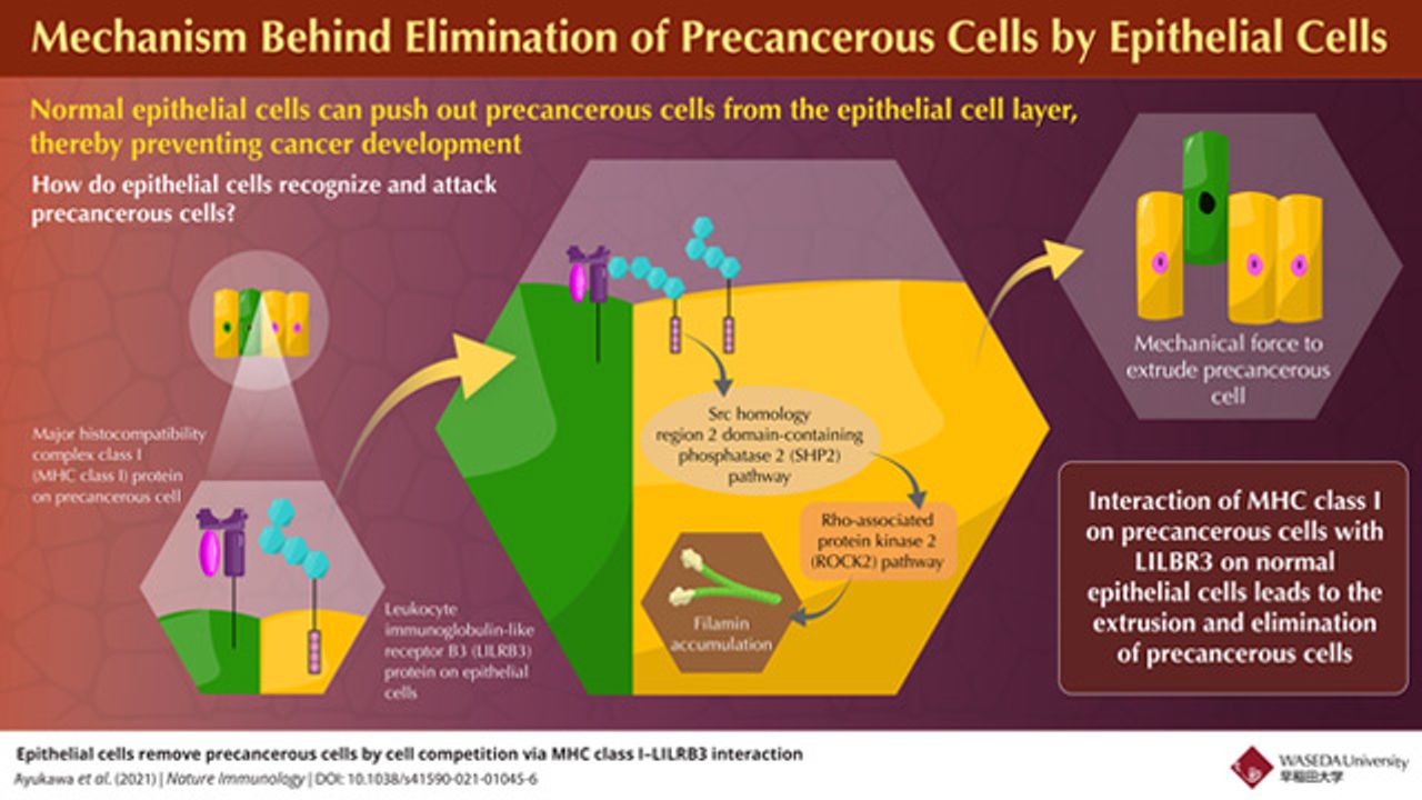 How Epithelial Cells Naturally Eliminate Precancerous Cells