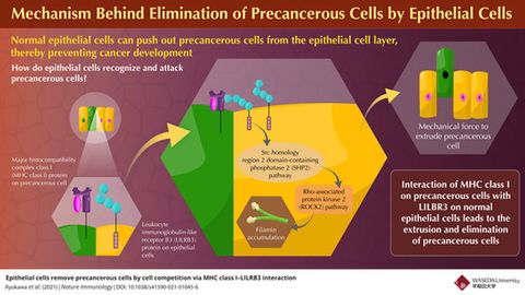 How Epithelial Cells Naturally Eliminate Precancerous Cells