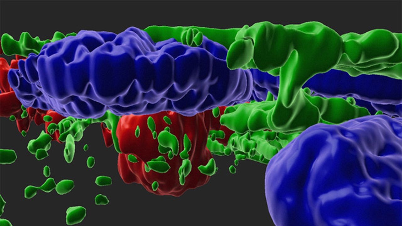 Two Drug Candidates May Slow Dry Age-Related Macular Degeneration