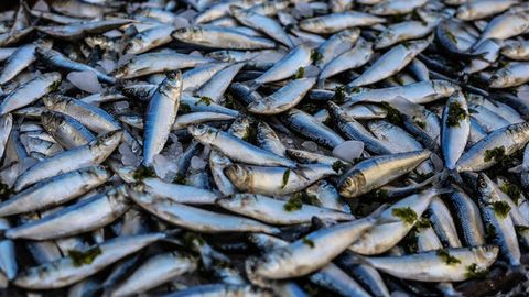 Reducing Mercury Entering Lakes Could Reduce Mercury in the Fish We Eat