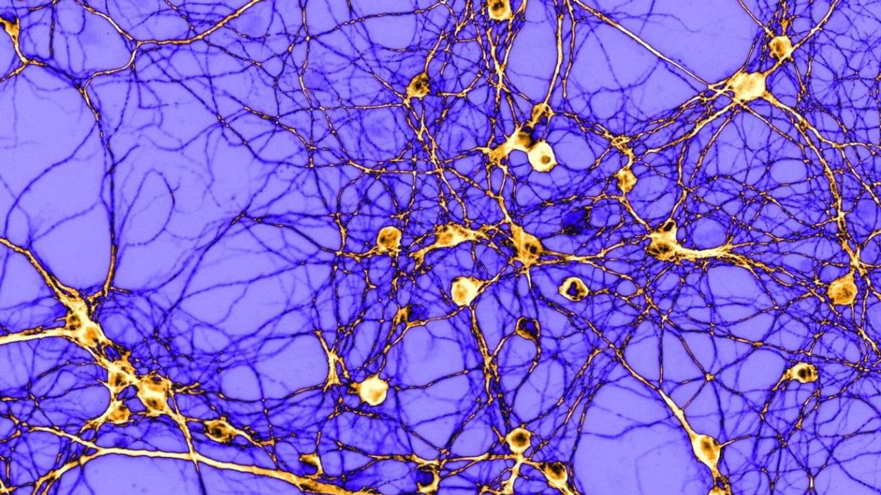 Molecular Switch Could Determine How the Brain Responds to Addictive Drugs